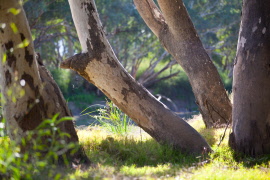 Coopers Creek